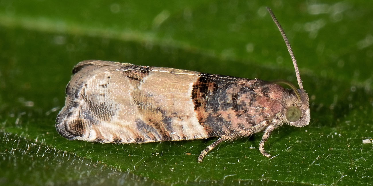 Tortricidae da id.; Gypsonoma aceriana